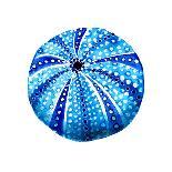 Sea Blue Urchin-Crystal Smith-Framed Stretched Canvas