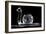 Crystal Snail Ornament-Charles Bowman-Framed Photographic Print