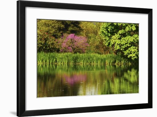 Crystal Springs Rhododendron Garden in Spring, Portland, Oregon, USA-Michel Hersen-Framed Photographic Print