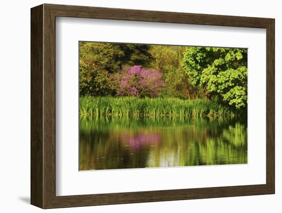 Crystal Springs Rhododendron Garden in Spring, Portland, Oregon, USA-Michel Hersen-Framed Photographic Print