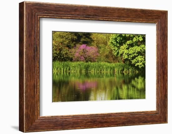 Crystal Springs Rhododendron Garden in Spring, Portland, Oregon, USA-Michel Hersen-Framed Photographic Print