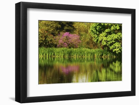 Crystal Springs Rhododendron Garden in Spring, Portland, Oregon, USA-Michel Hersen-Framed Photographic Print