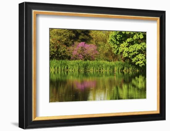 Crystal Springs Rhododendron Garden in Spring, Portland, Oregon, USA-Michel Hersen-Framed Photographic Print