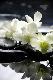 Premium Photographic Print