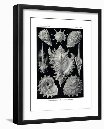 Ctenobranchia, 1899-1904-null-Framed Giclee Print