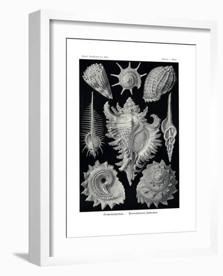 Ctenobranchia, 1899-1904-null-Framed Giclee Print