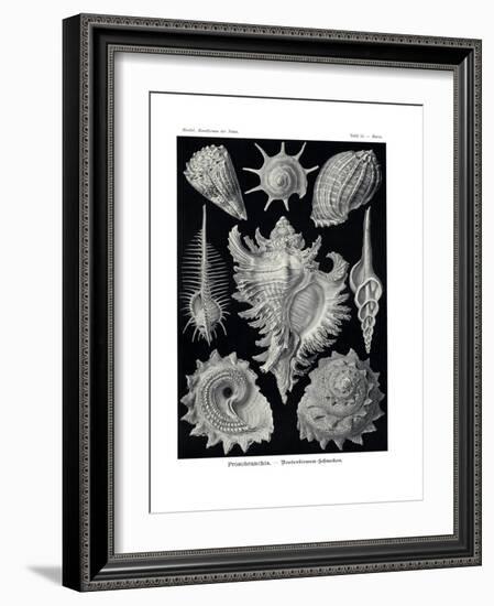 Ctenobranchia, 1899-1904-null-Framed Giclee Print