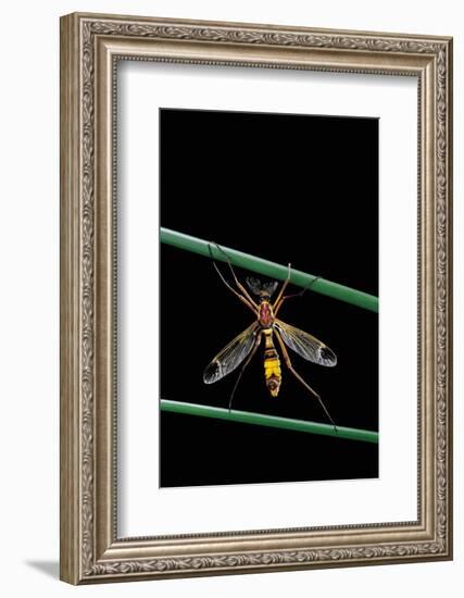 Ctenophora Ornata (Marked Crane Fly) - Male-Paul Starosta-Framed Photographic Print