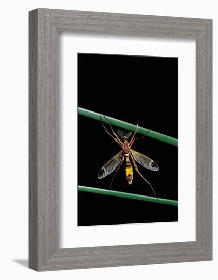 Ctenophora Ornata (Marked Crane Fly) - Male-Paul Starosta-Framed Photographic Print