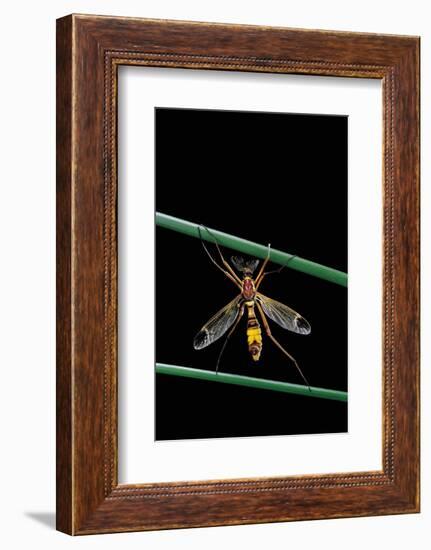 Ctenophora Ornata (Marked Crane Fly) - Male-Paul Starosta-Framed Photographic Print
