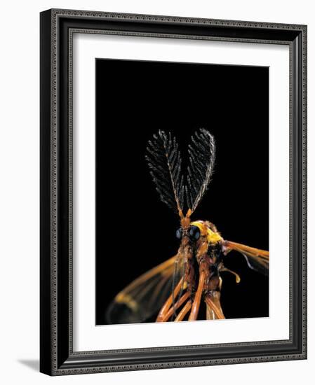 Ctenophora Ornata (Marked Crane Fly) - Male-Paul Starosta-Framed Photographic Print