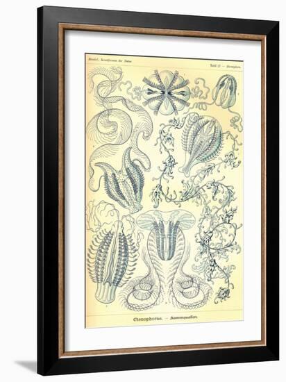 Ctenophorae-Ernst Haeckel-Framed Art Print