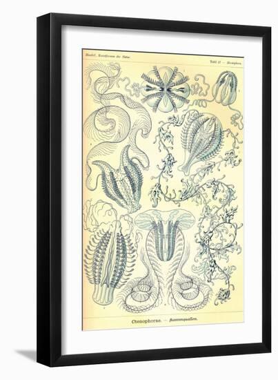 Ctenophorae-Ernst Haeckel-Framed Art Print