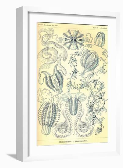 Ctenophorae-Ernst Haeckel-Framed Art Print