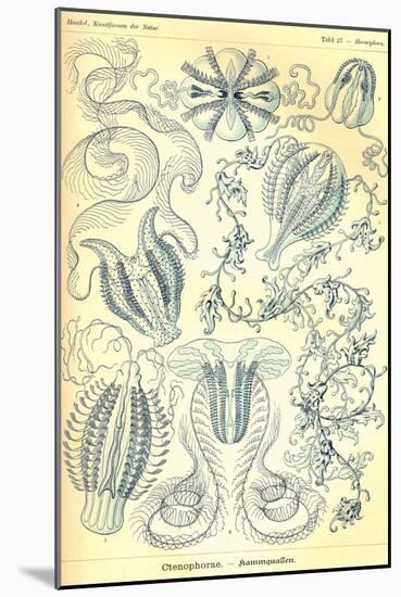 Ctenophorae-Ernst Haeckel-Mounted Art Print