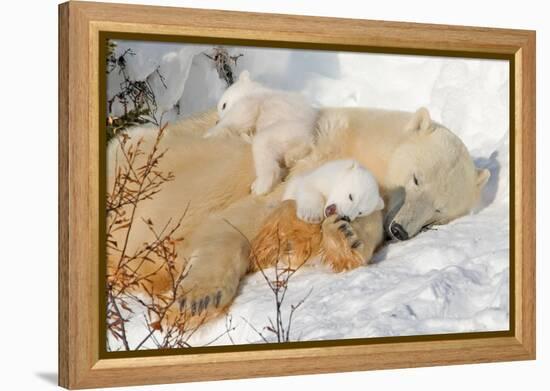 Cub Chewing on Mom‰Ûªs Paw-Howard Ruby-Framed Premier Image Canvas