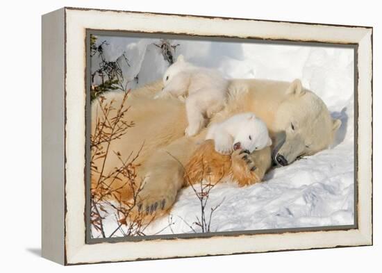 Cub Chewing on Mom‰Ûªs Paw-Howard Ruby-Framed Premier Image Canvas