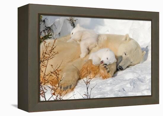 Cub Chewing on Mom‰Ûªs Paw-Howard Ruby-Framed Premier Image Canvas