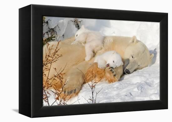 Cub Chewing on Mom‰Ûªs Paw-Howard Ruby-Framed Premier Image Canvas