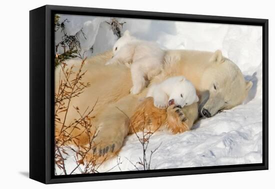 Cub Chewing on Mom‰Ûªs Paw-Howard Ruby-Framed Premier Image Canvas