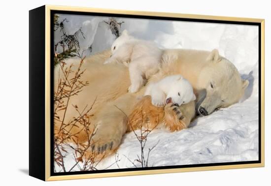 Cub Chewing on Mom‰Ûªs Paw-Howard Ruby-Framed Premier Image Canvas