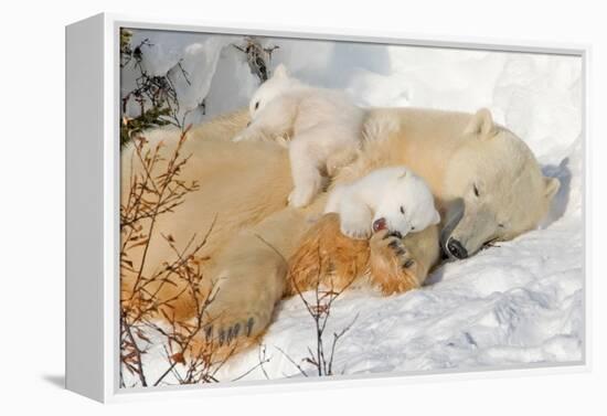 Cub Chewing on Mom‰Ûªs Paw-Howard Ruby-Framed Premier Image Canvas