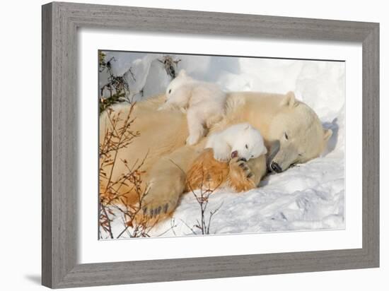Cub Chewing on Mom‰Ûªs Paw-Howard Ruby-Framed Photographic Print