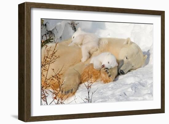 Cub Chewing on Mom‰Ûªs Paw-Howard Ruby-Framed Photographic Print