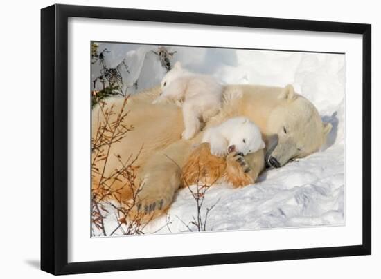 Cub Chewing on Mom‰Ûªs Paw-Howard Ruby-Framed Photographic Print