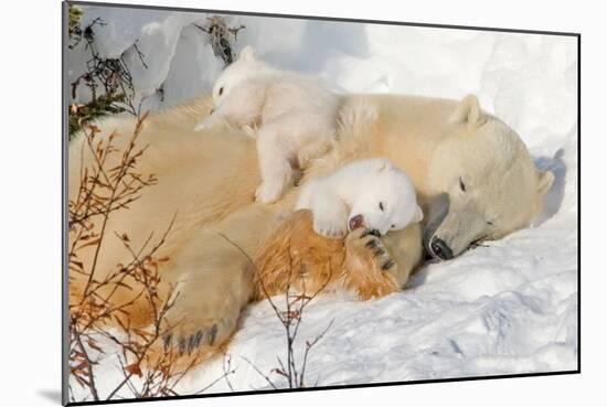 Cub Chewing on Mom‰Ûªs Paw-Howard Ruby-Mounted Photographic Print