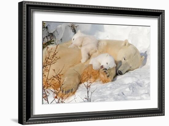 Cub Chewing on Mom‰Ûªs Paw-Howard Ruby-Framed Photographic Print