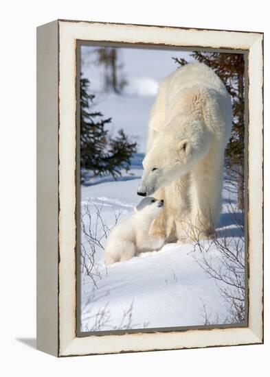 Cub Looking Up to Mother-Howard Ruby-Framed Premier Image Canvas