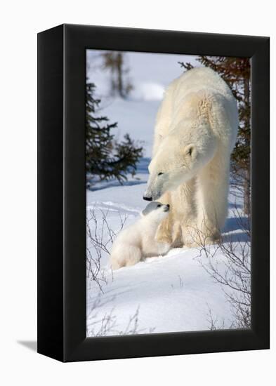 Cub Looking Up to Mother-Howard Ruby-Framed Premier Image Canvas