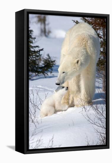 Cub Looking Up to Mother-Howard Ruby-Framed Premier Image Canvas