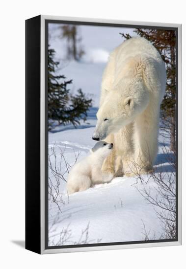 Cub Looking Up to Mother-Howard Ruby-Framed Premier Image Canvas