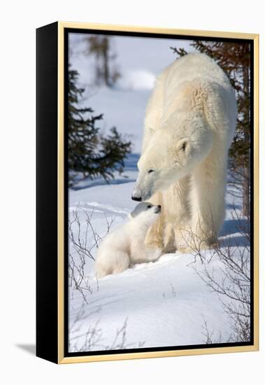 Cub Looking Up to Mother-Howard Ruby-Framed Premier Image Canvas