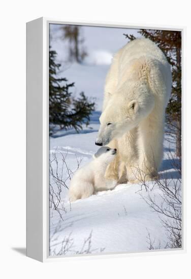 Cub Looking Up to Mother-Howard Ruby-Framed Premier Image Canvas