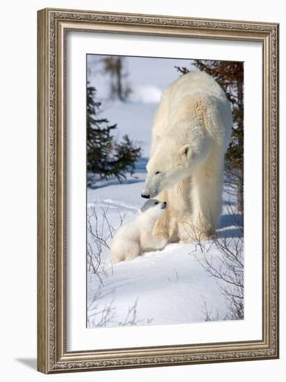 Cub Looking Up to Mother-Howard Ruby-Framed Photographic Print