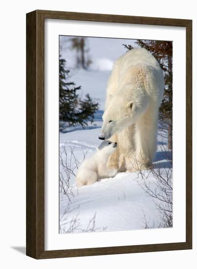 Cub Looking Up to Mother-Howard Ruby-Framed Photographic Print