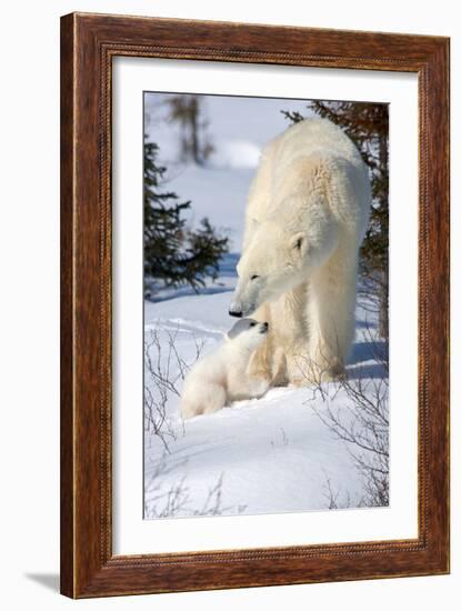 Cub Looking Up to Mother-Howard Ruby-Framed Photographic Print