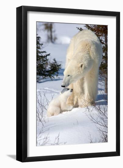 Cub Looking Up to Mother-Howard Ruby-Framed Photographic Print