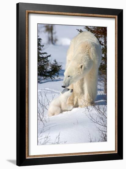 Cub Looking Up to Mother-Howard Ruby-Framed Photographic Print