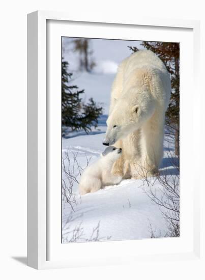 Cub Looking Up to Mother-Howard Ruby-Framed Photographic Print