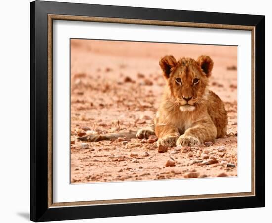 Cub, Mount Etjo, 2018-Eric Meyer-Framed Photographic Print