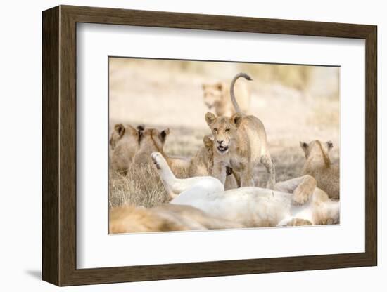 Cub Playing in Large Lion Pride at the Savannah-kjekol-Framed Photographic Print