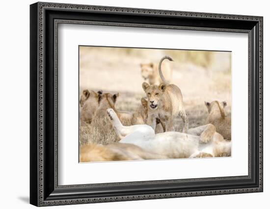 Cub Playing in Large Lion Pride at the Savannah-kjekol-Framed Photographic Print