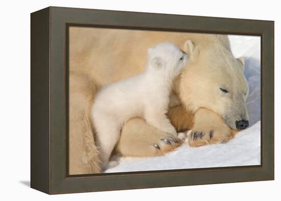 Cub Whispering to Mother-Howard Ruby-Framed Premier Image Canvas