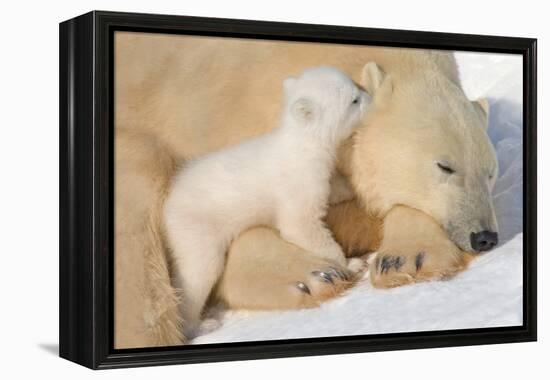 Cub Whispering to Mother-Howard Ruby-Framed Premier Image Canvas