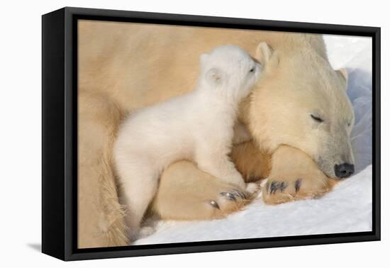 Cub Whispering to Mother-Howard Ruby-Framed Premier Image Canvas