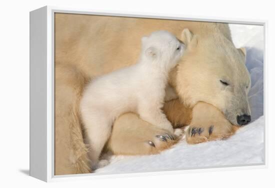 Cub Whispering to Mother-Howard Ruby-Framed Premier Image Canvas